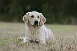 GOLDEN RETRIEVER 943